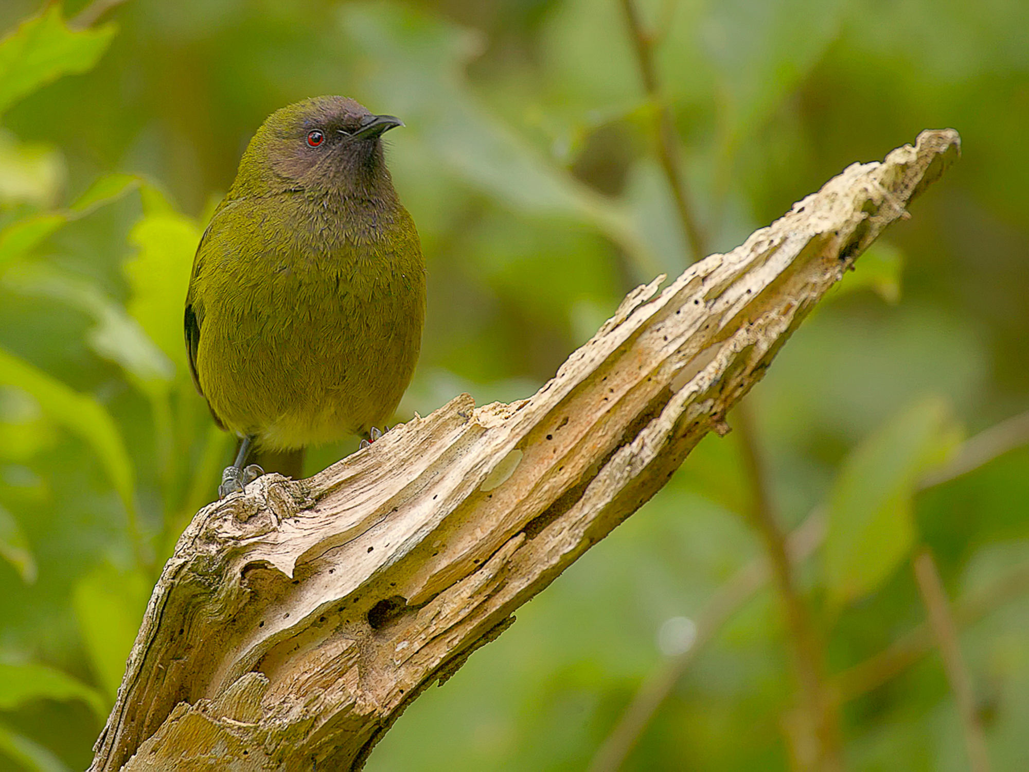bellbird